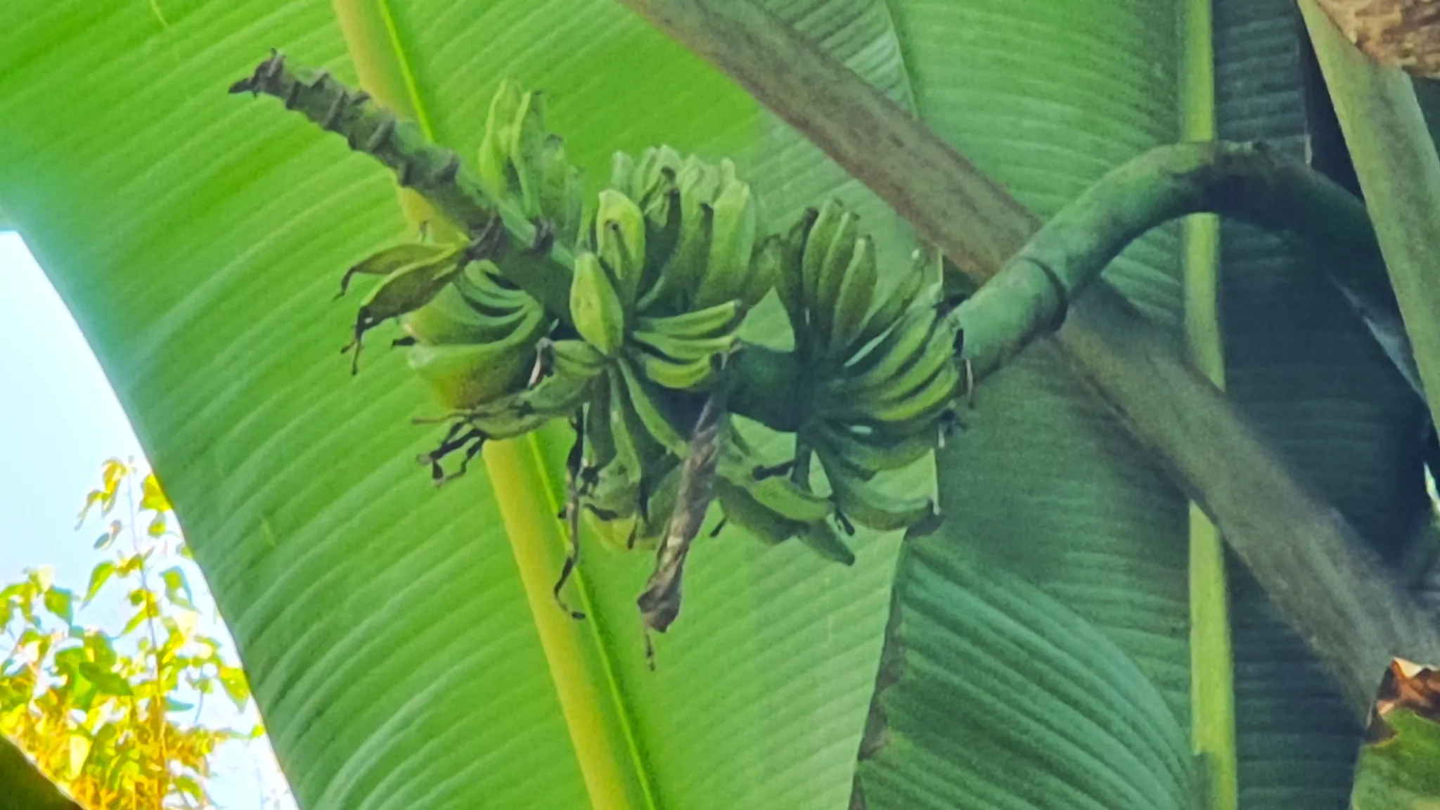 CONSERVATION AND DEVELOPMENT LAND WITH OCEAN VIEW IN SIERPE, COSTA RICA - image 12