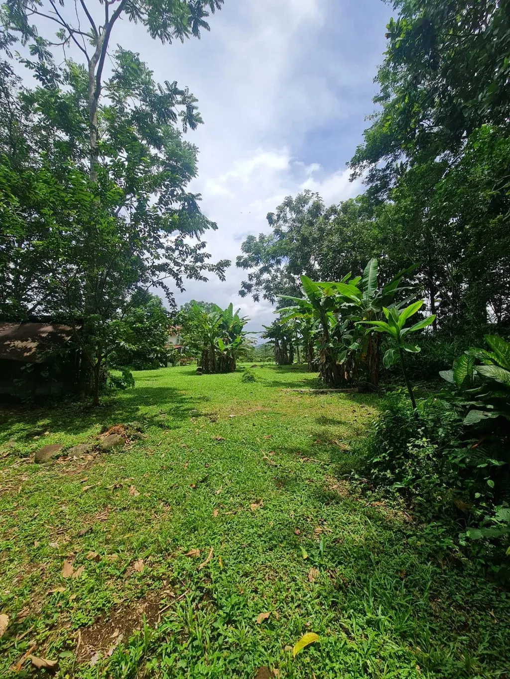 Farm for sale in San Ramon - image 4