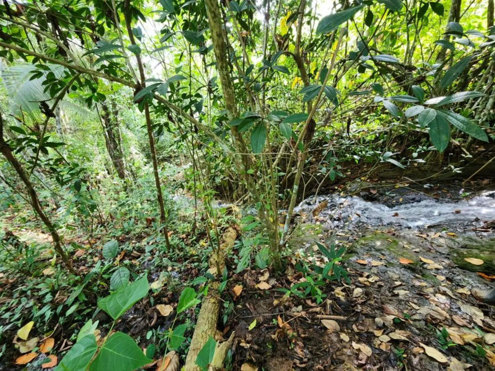 MOUNTAIN VIEW FARM & HOUSE IN PACUARITO, PEREZ ZELEDON - image 13