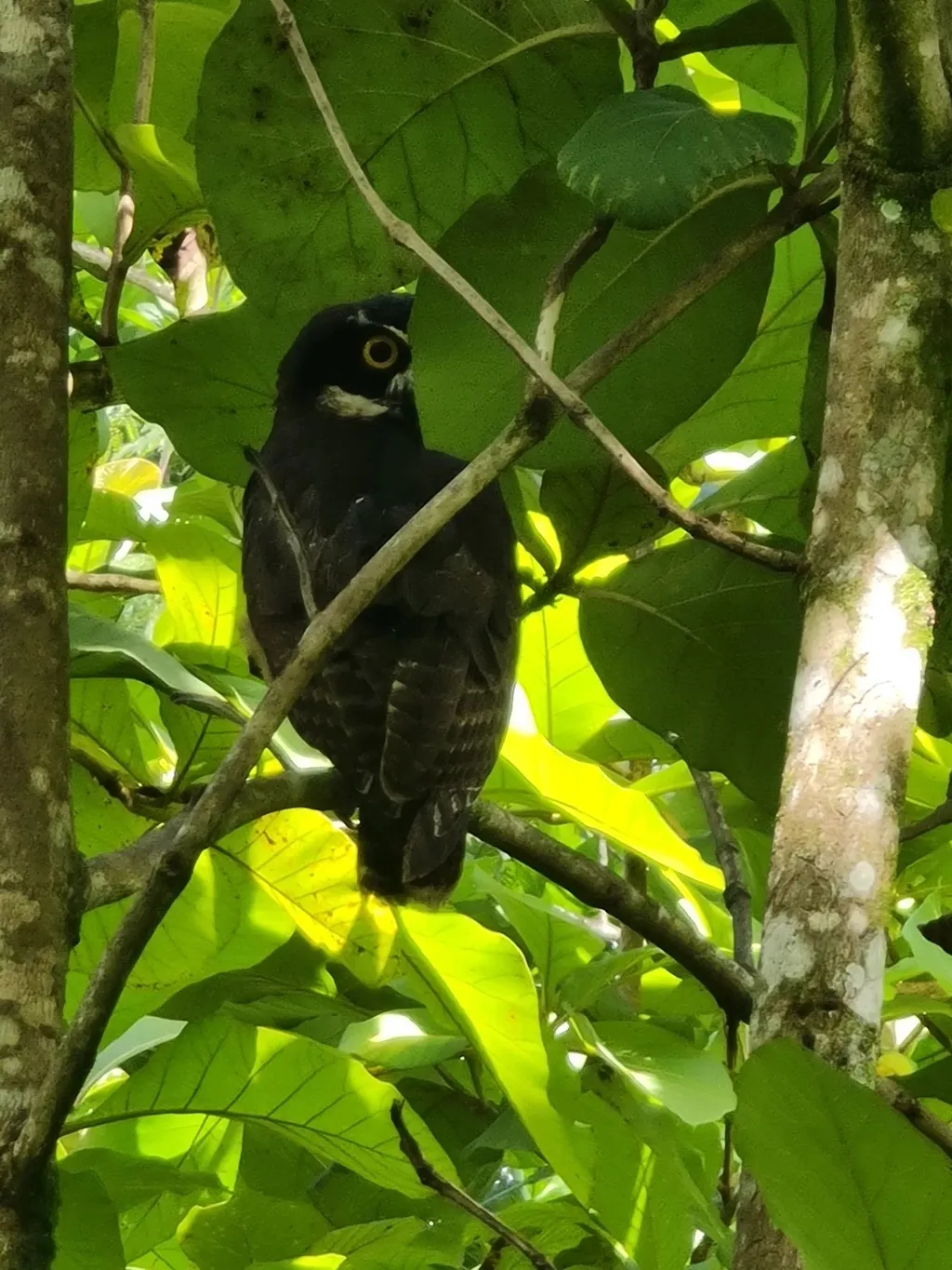 Farm for sale in Orotina - image 6