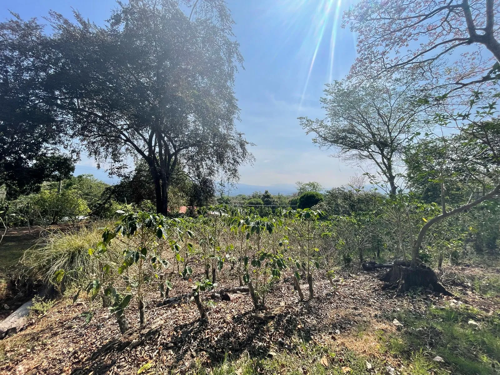 Venta Finca de Cafe Atenas - image 3