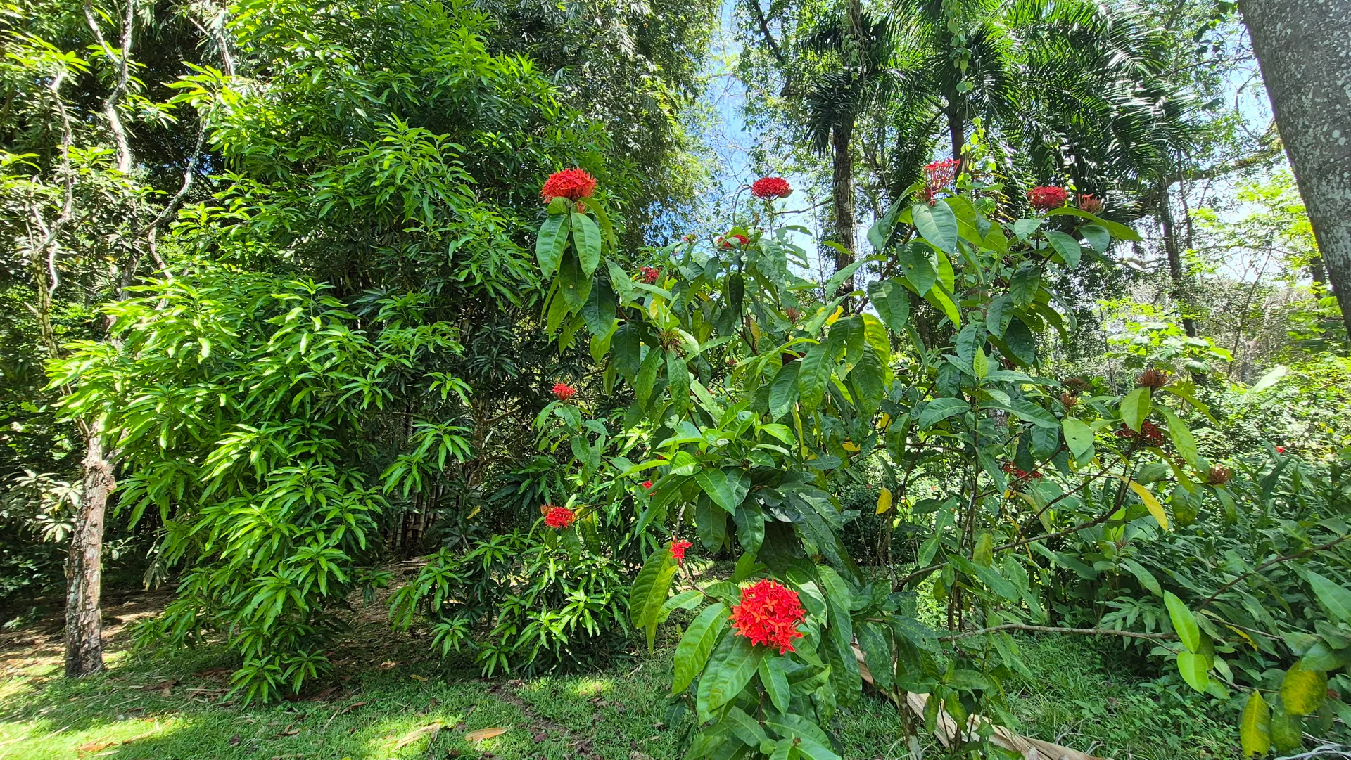Dream Beachfront Property at Ballena Beach in Uvita, Costa Rica - image 10