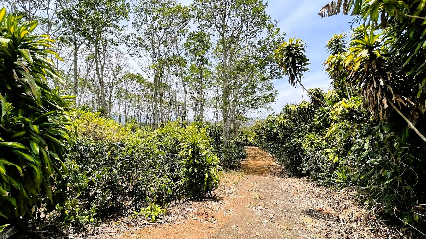 LOT FOR SALE - SAN ISIDRO, SAN RAMON - image 4