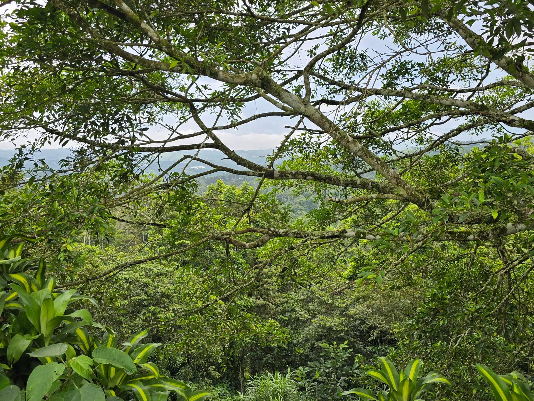 Beautiful urbanizable land opportunity - image 5