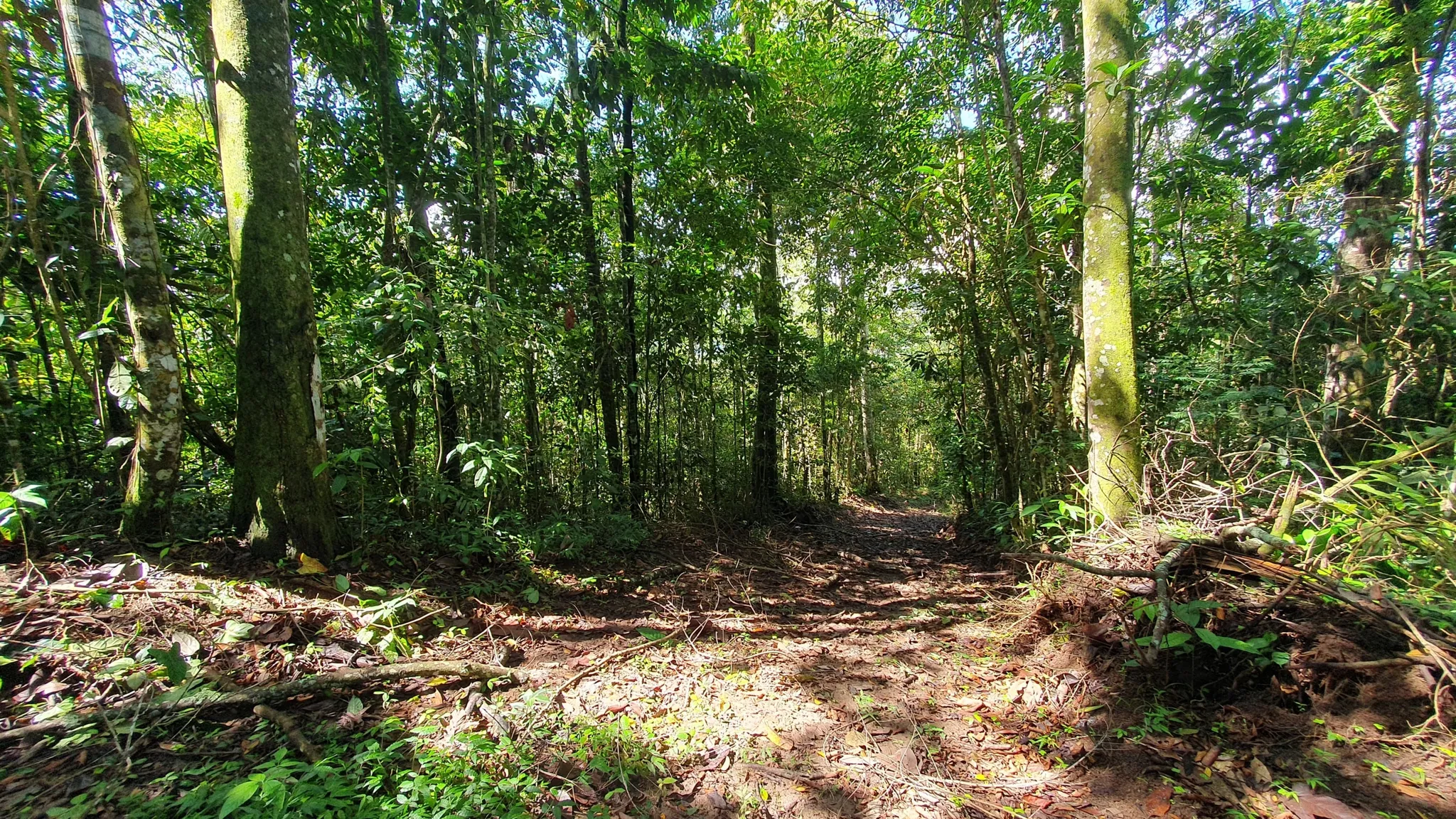 BAMBOO AND FOREST PROPERTY #2 IN PEREZ ZELEDON, COSTA RICA - image 3