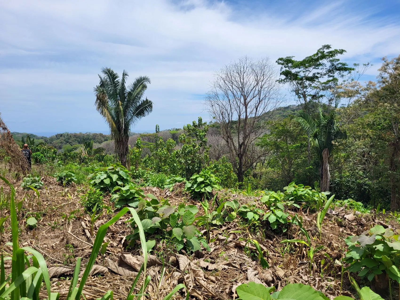 Ocean View Property in Mal Pais - image 3