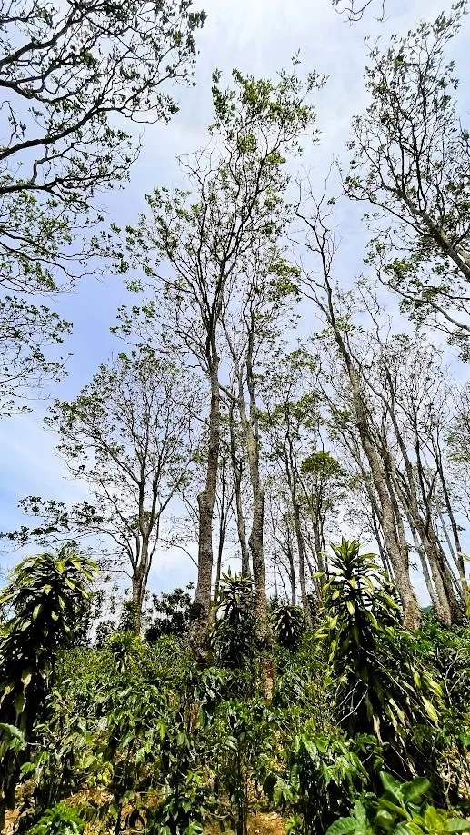 LOT FOR SALE - SAN ISIDRO, SAN RAMON - image 12