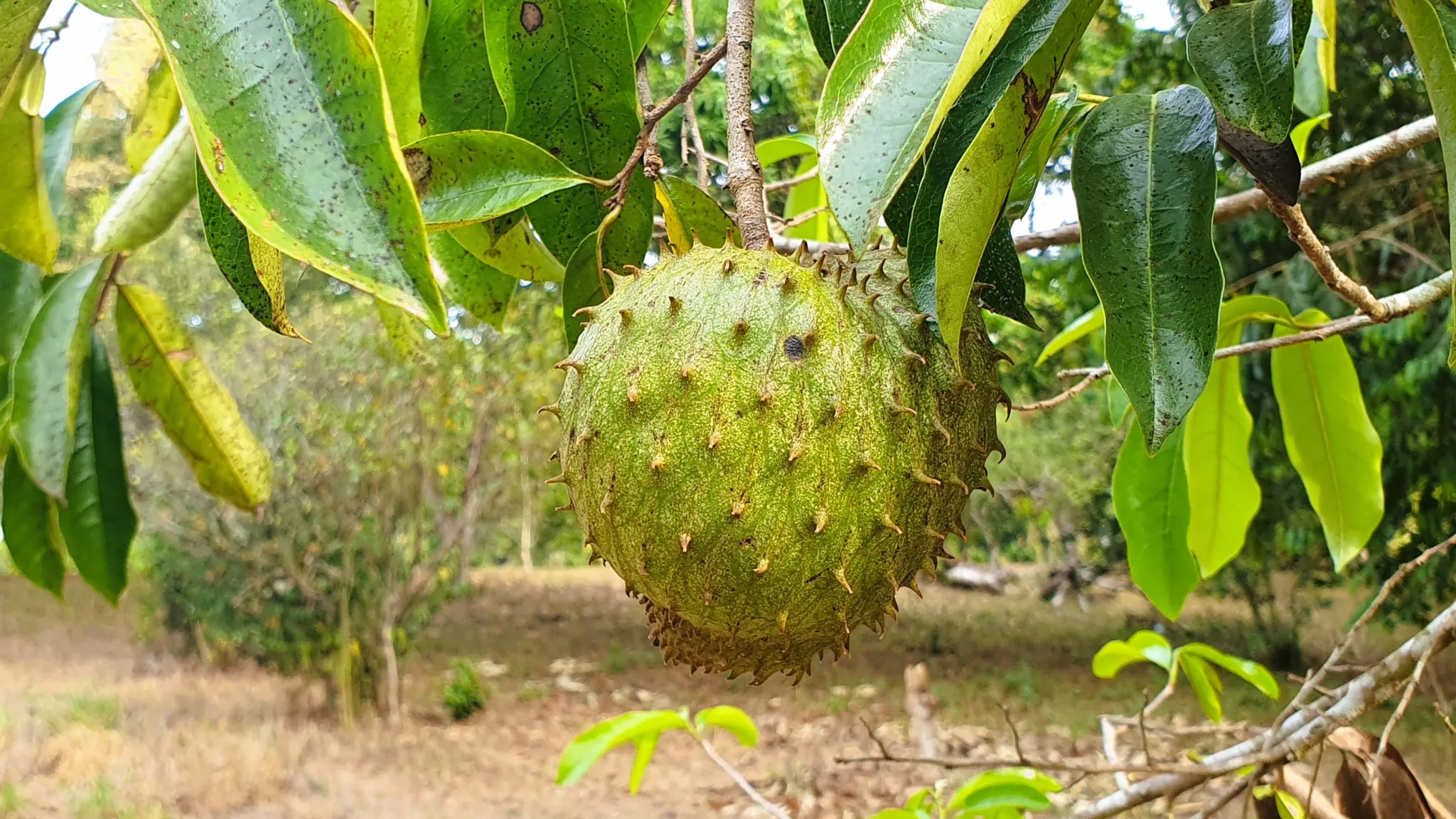 FRUIT TREE PROPERTY IN PEREZ ZELEDON, COSTA RICA - image 14