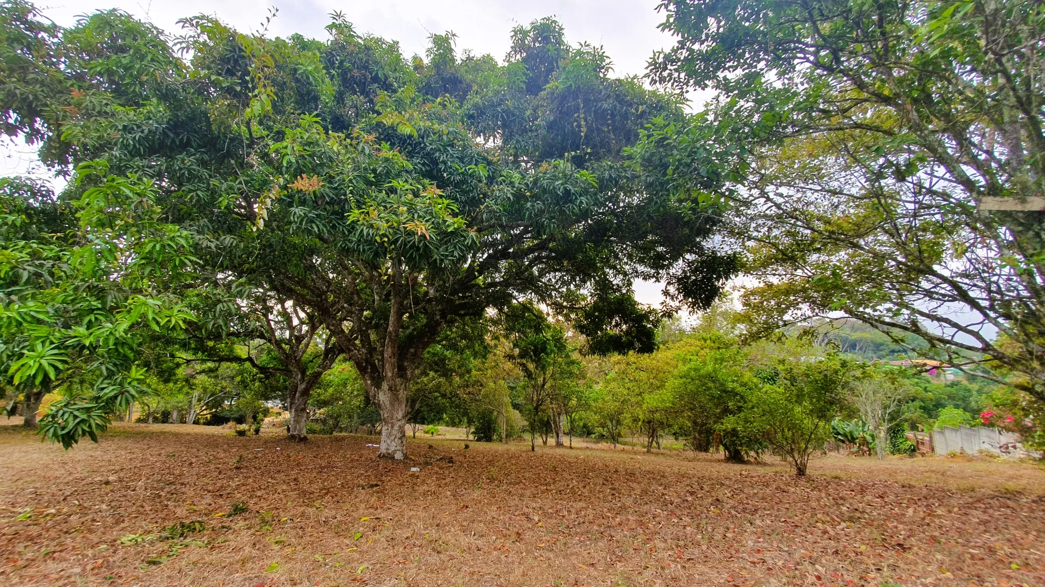 FRUIT TREE PROPERTY IN PEREZ ZELEDON, COSTA RICA - image 12