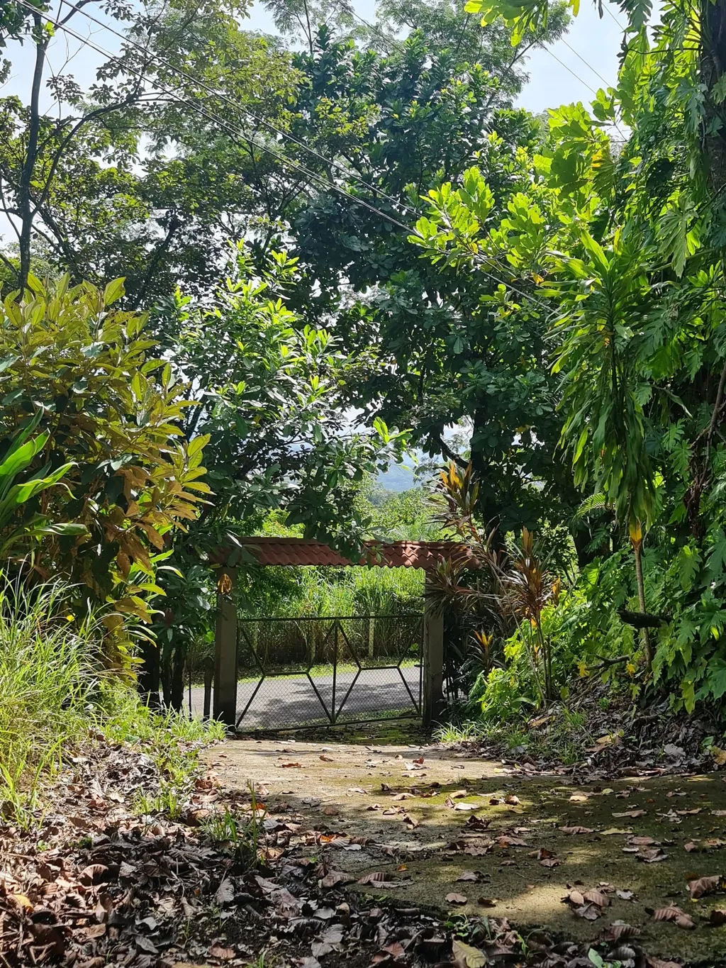 Farm for sale in Orotina - image 9