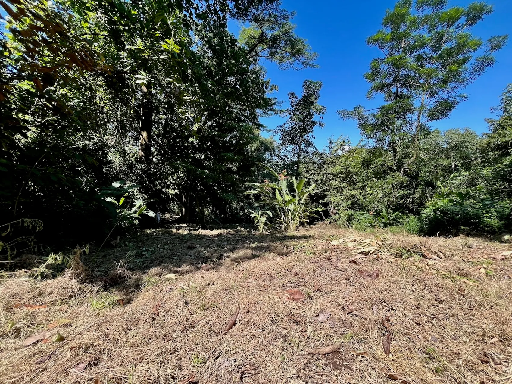 Discover an exceptional commercial and residential property steps from the ocean  in Mal País, Costa Rica! - image 6