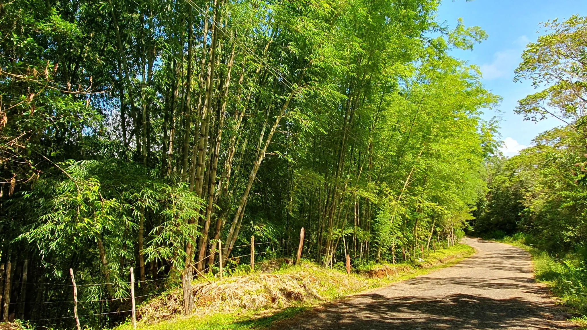BAMBOO AND FOREST PROPERTY #2 IN PEREZ ZELEDON, COSTA RICA - image 12