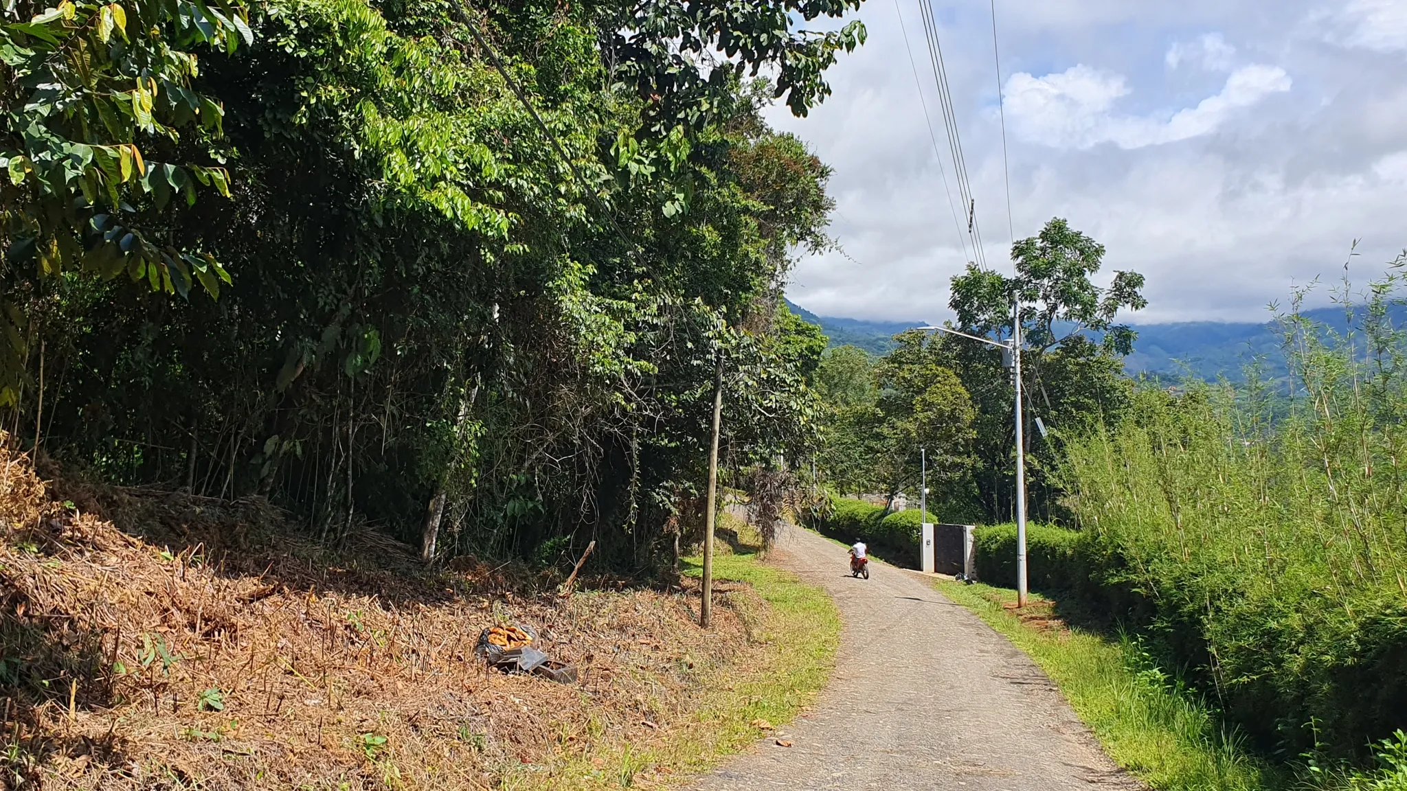 BAMBOO & FOREST PROPERTY IN PEREZ ZELEDON, COSTA RICA - image 4