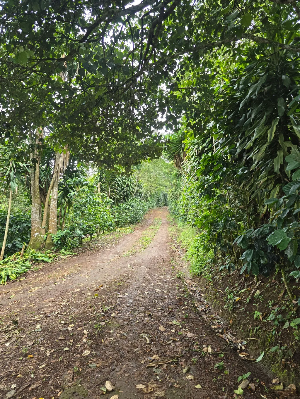 Beautiful urbanizable land opportunity - image 7