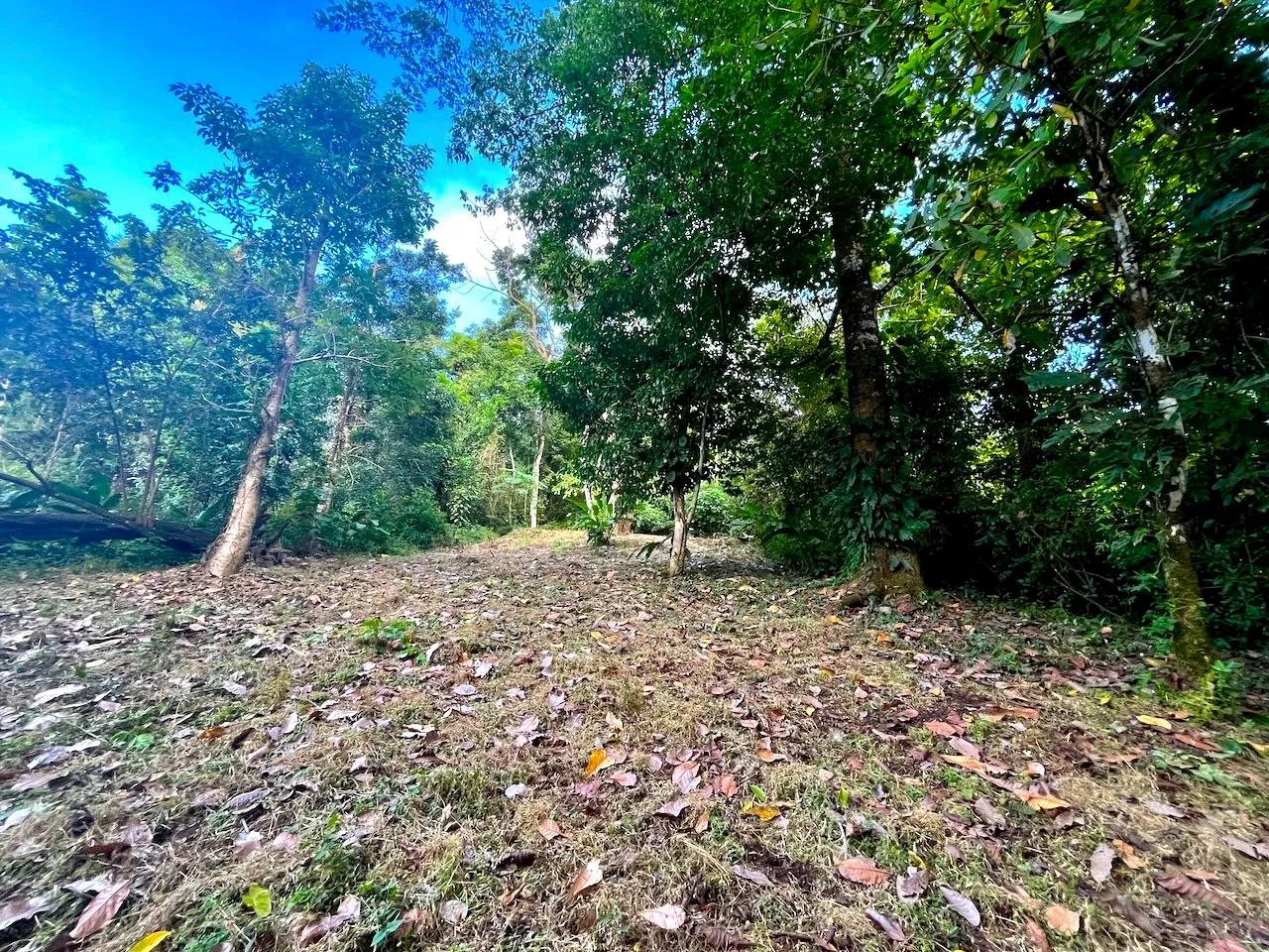 Discover an exceptional commercial and residential property steps from the ocean  in Mal País, Costa Rica! - image 2