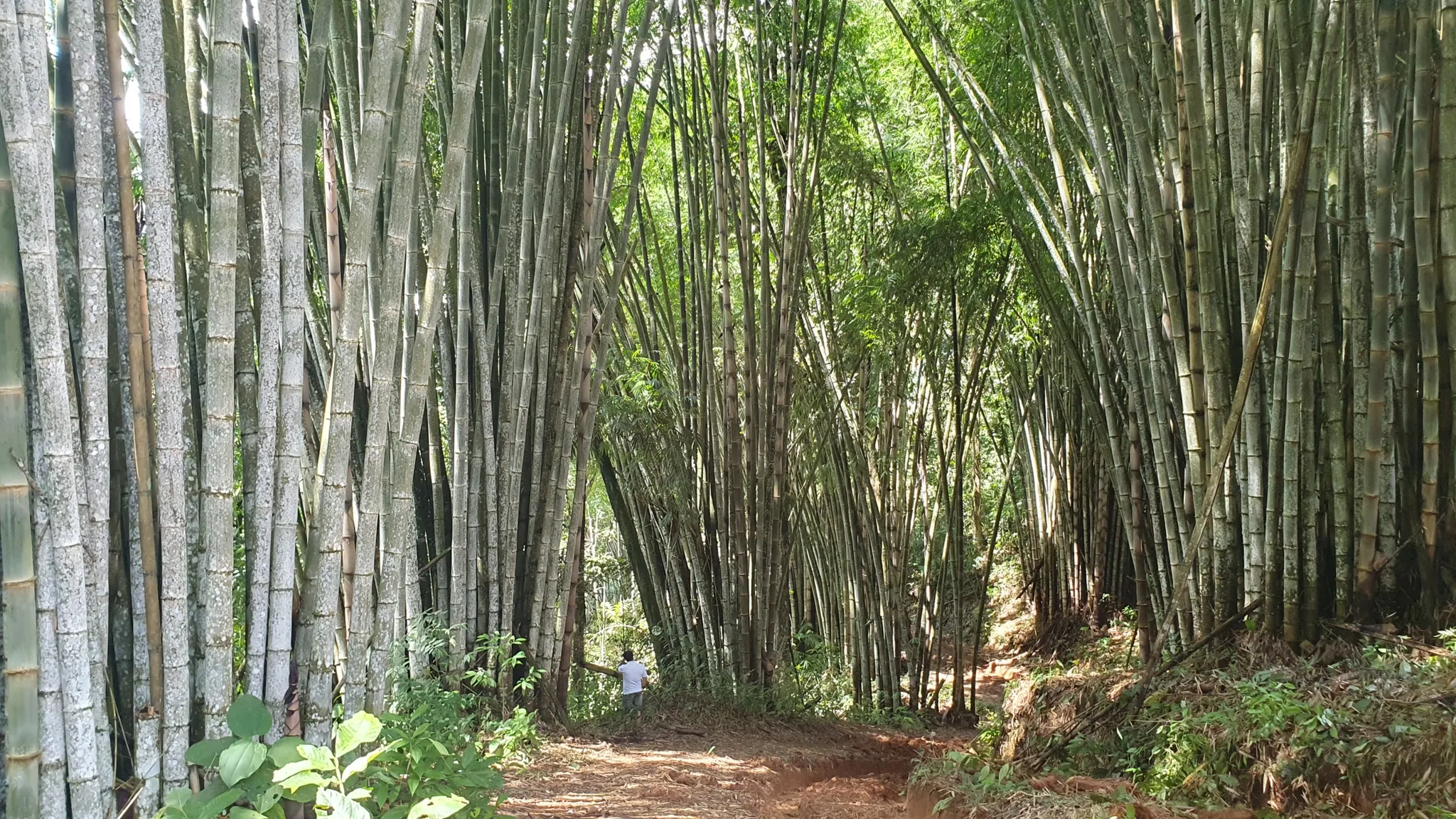 BAMBOO & FOREST PROPERTY IN PEREZ ZELEDON, COSTA RICA - image 6