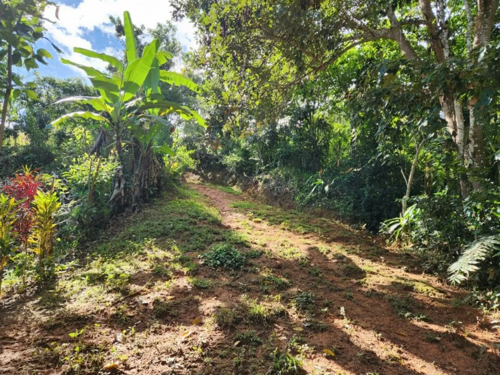 MOUNTAIN VIEW FARM & HOUSE IN PACUARITO, PEREZ ZELEDON - image 11