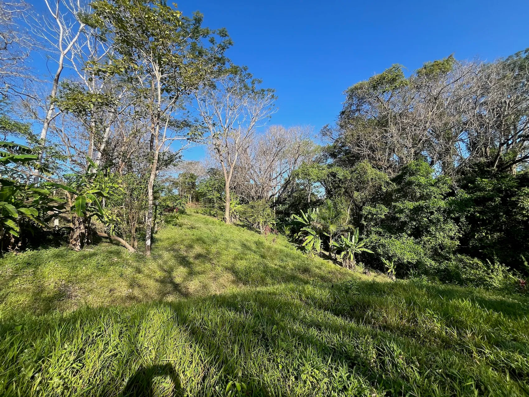 Dream Property in Delicias 7,100m² of Lush Land with Creek & Fruit Trees – Minutes from Santa Teresa - image 7