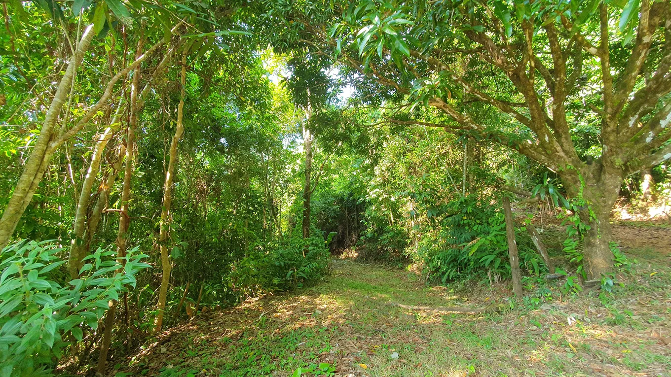 CONSERVATION AND DEVELOPMENT LAND WITH OCEAN VIEW IN SIERPE, COSTA RICA - image 7
