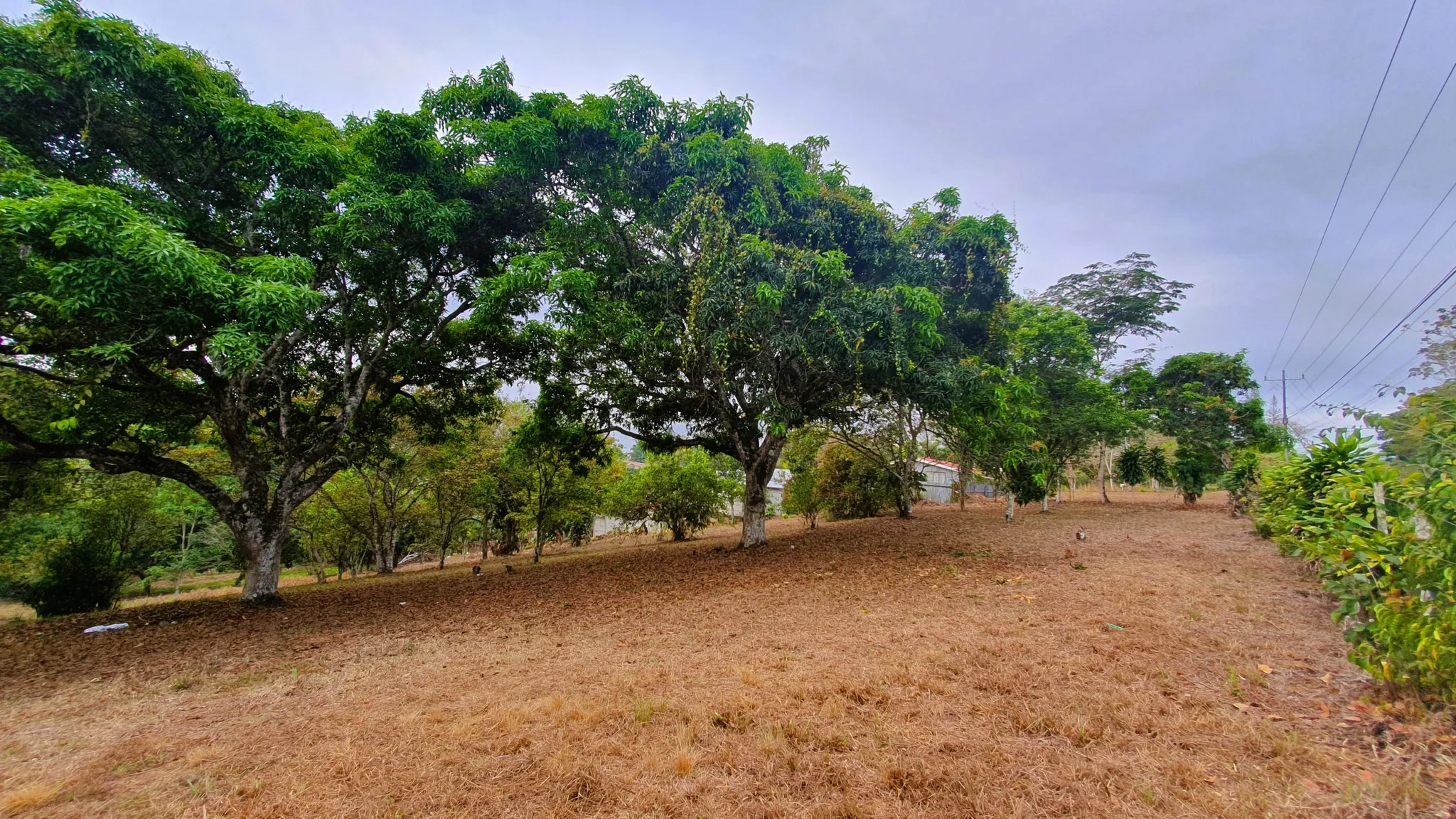 FRUIT TREE PROPERTY IN PEREZ ZELEDON, COSTA RICA - image 11
