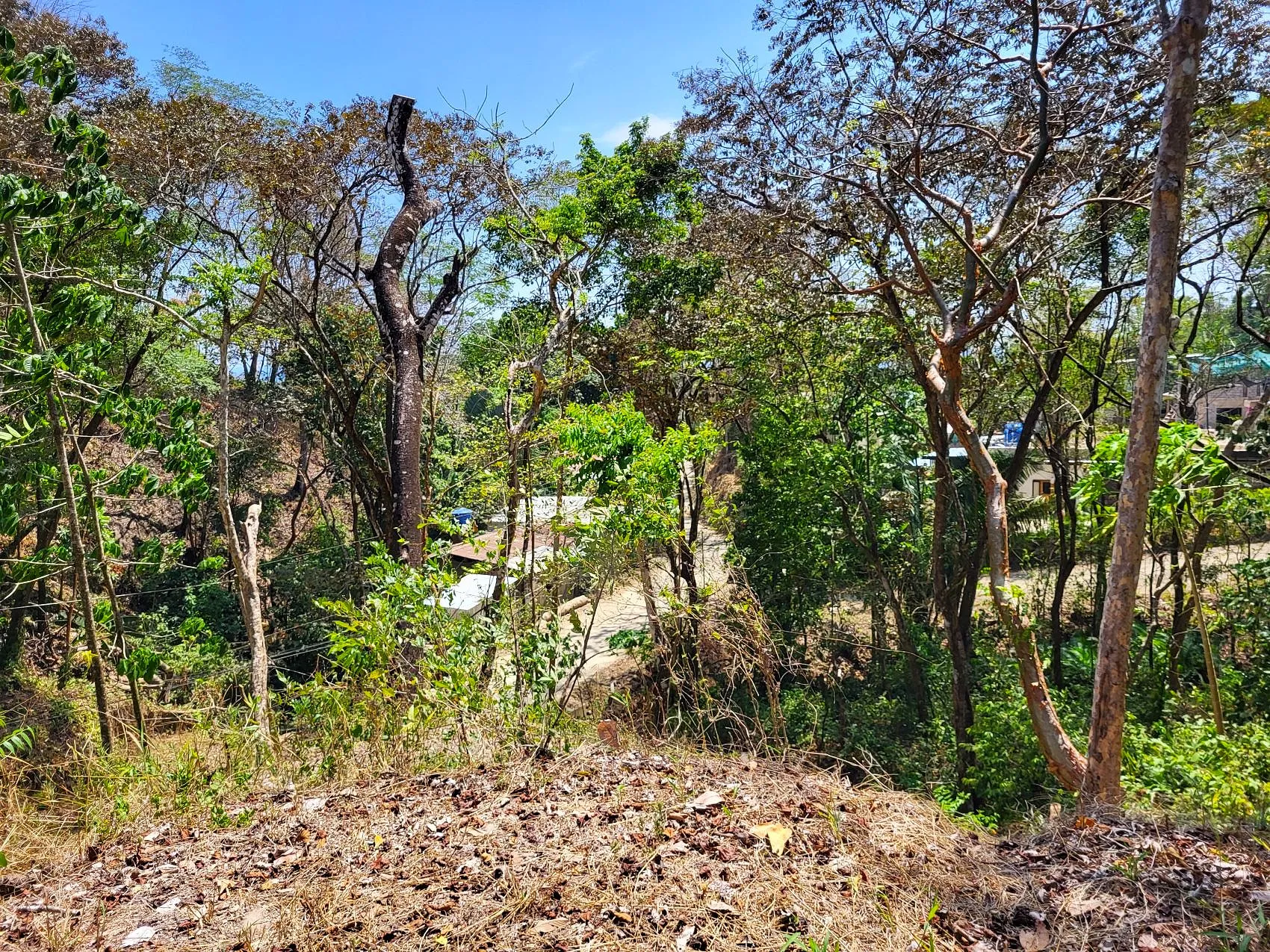 Prime Tropical Dream Lot For Sale - image 6