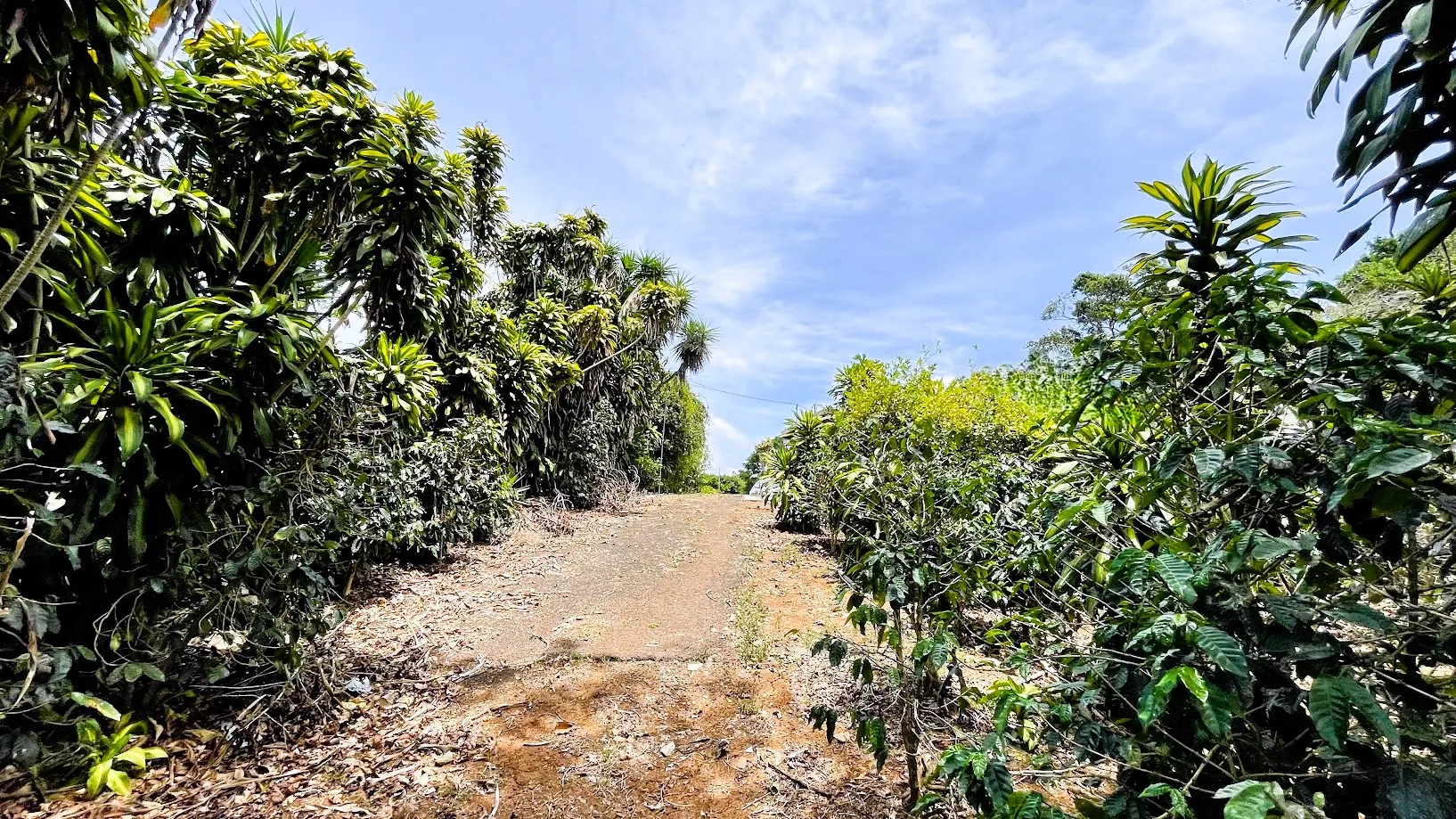 LOT FOR SALE - SAN ISIDRO, SAN RAMON - image 6