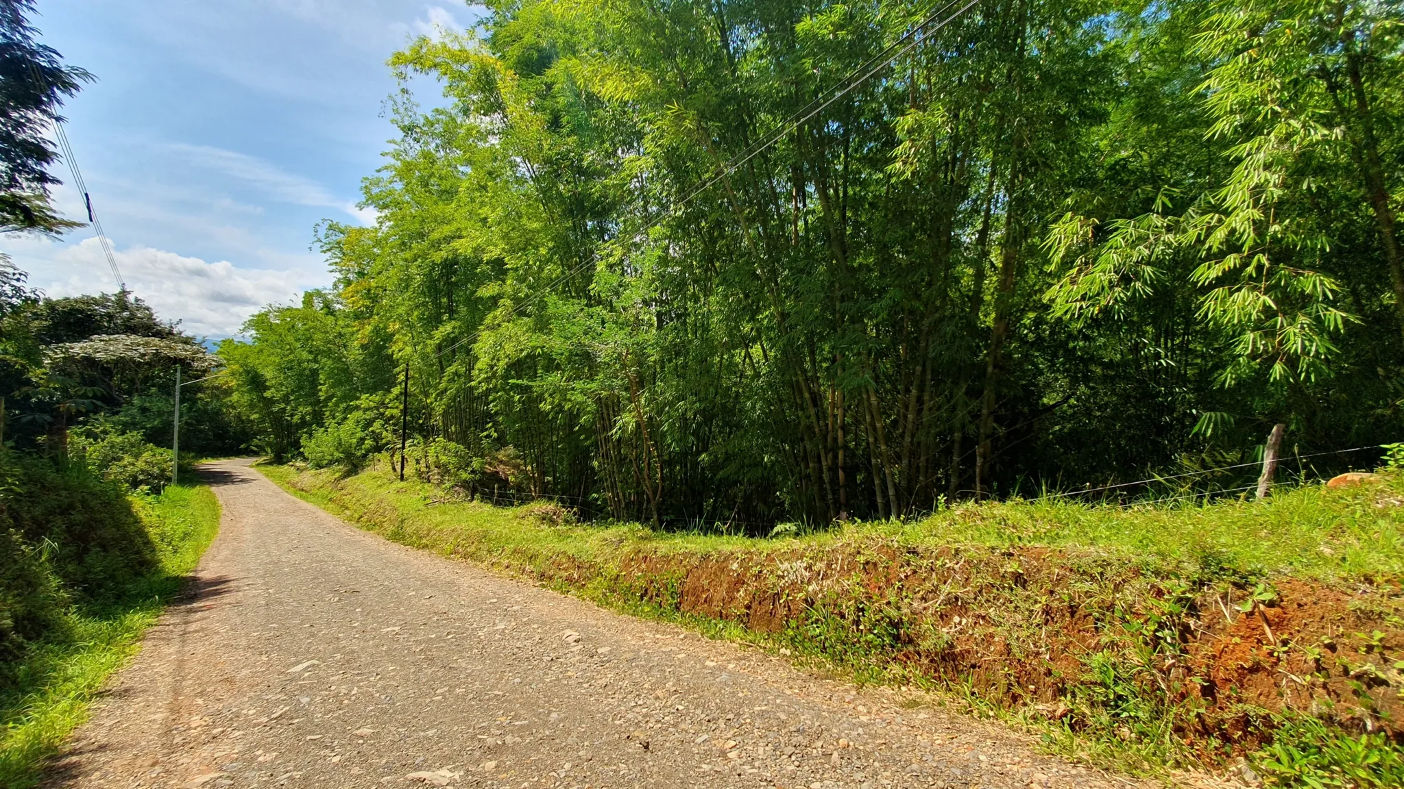 BAMBOO AND FOREST PROPERTY #2 IN PEREZ ZELEDON, COSTA RICA - image 2