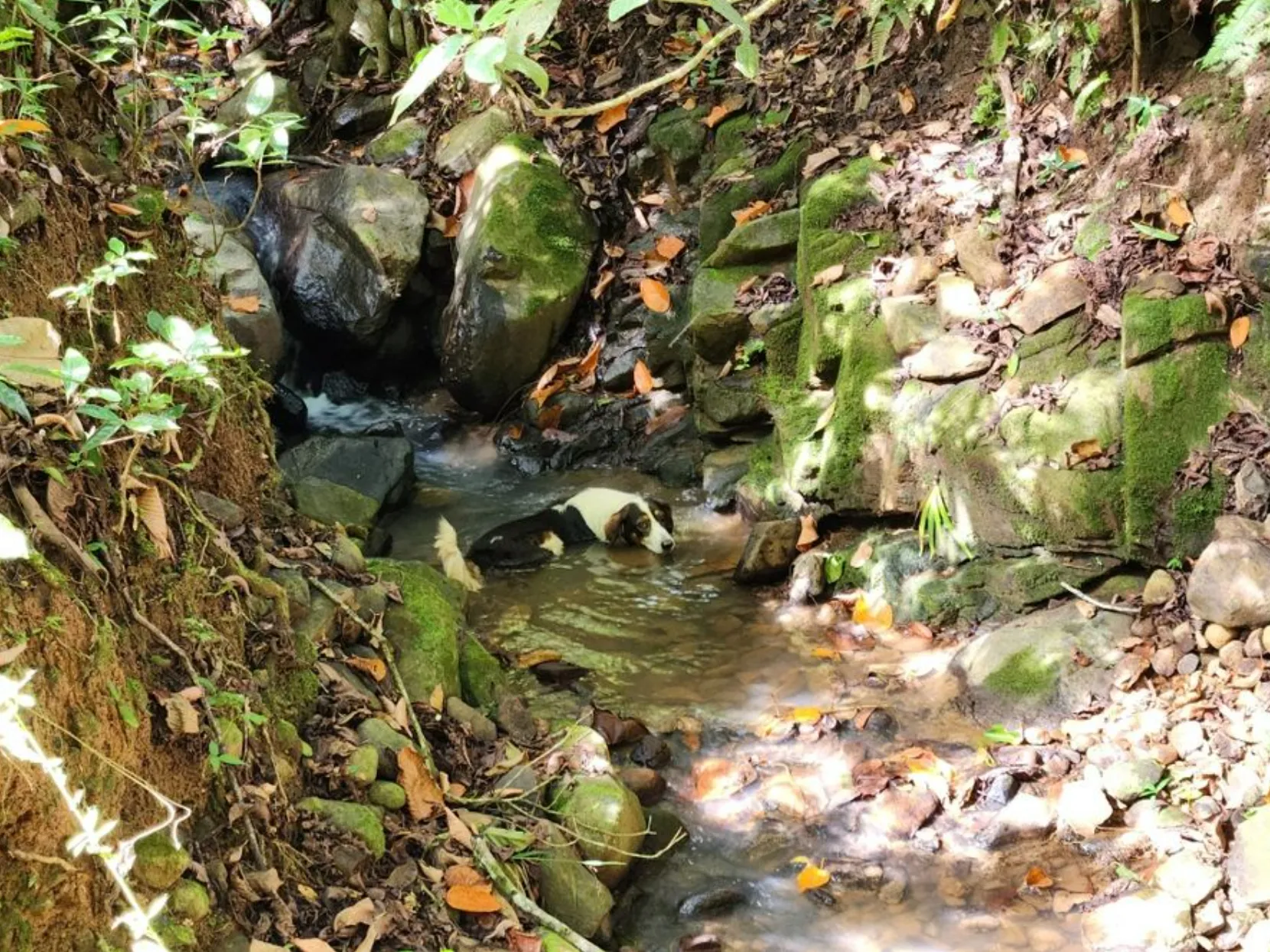 MOUNTAIN VIEW FARM & HOUSE IN PACUARITO, PEREZ ZELEDON - image 12