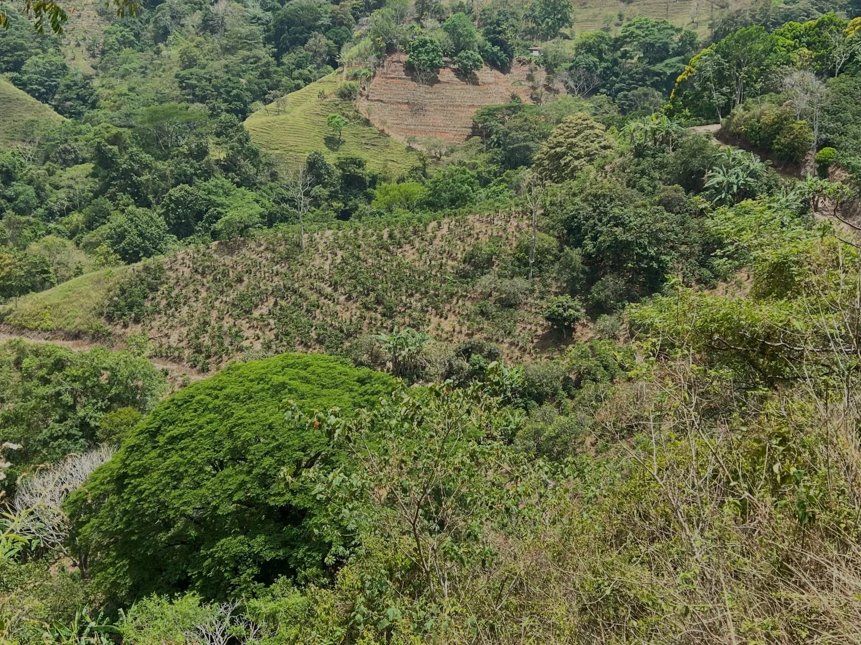 Coffe and fruit tree Finca in Puriscal - image 10