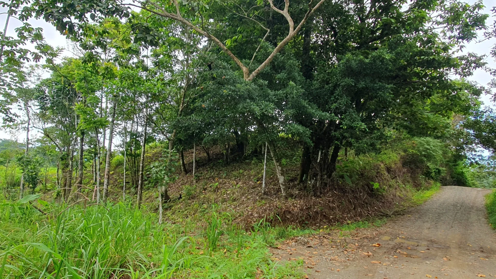 GULF VIEW PROPERTY IN PUERTO JIMENEZ, COSTA RICA - image 8