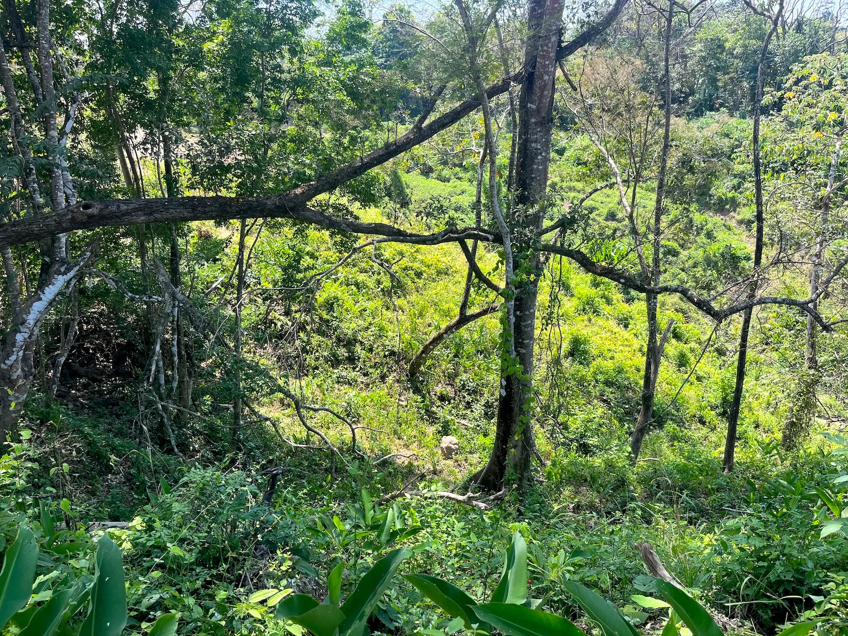 10,000m² Ocean-View Lot in Gated Community – 15 Minutes from Santa Teresa - image 3