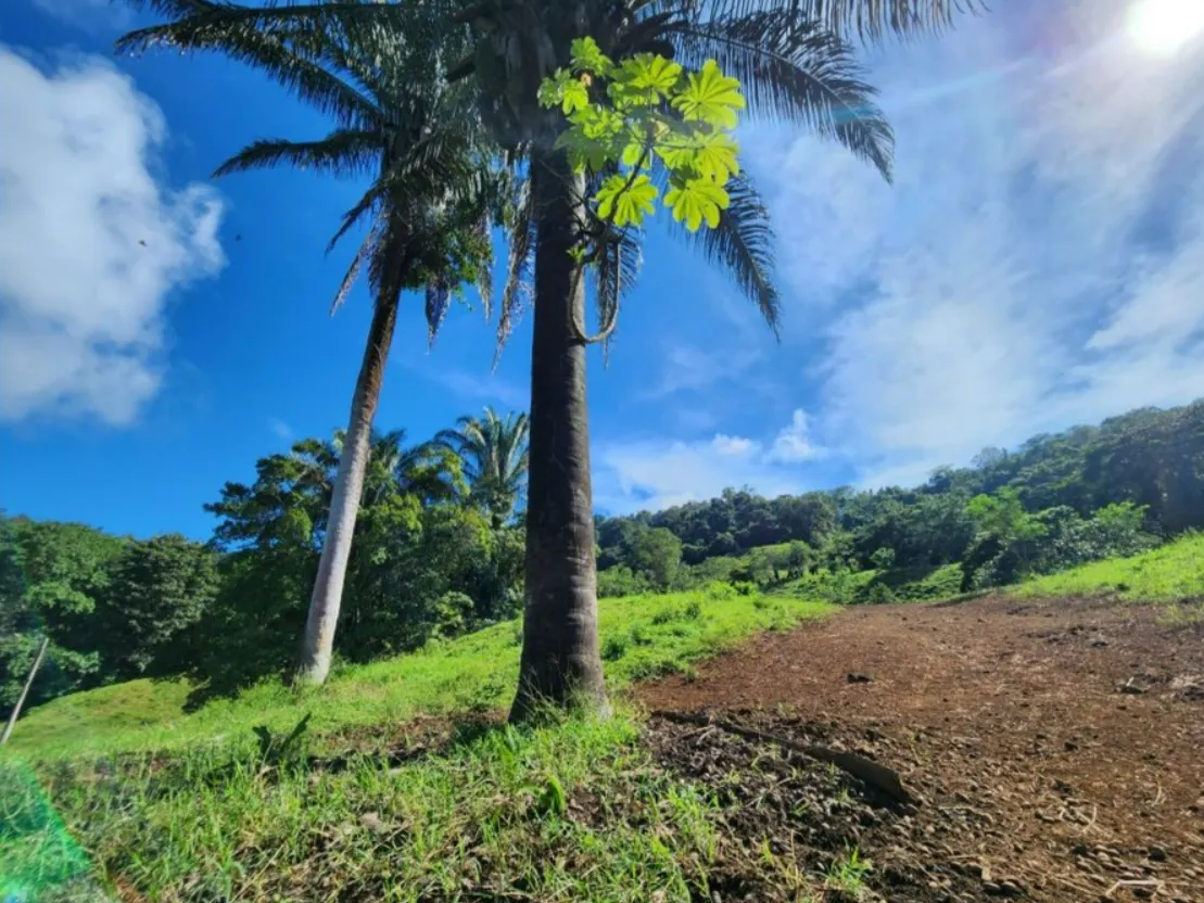 NATURAL PARADISE FARM of 203 ACRES IN BARU, PEREZ ZELEDON - image 15