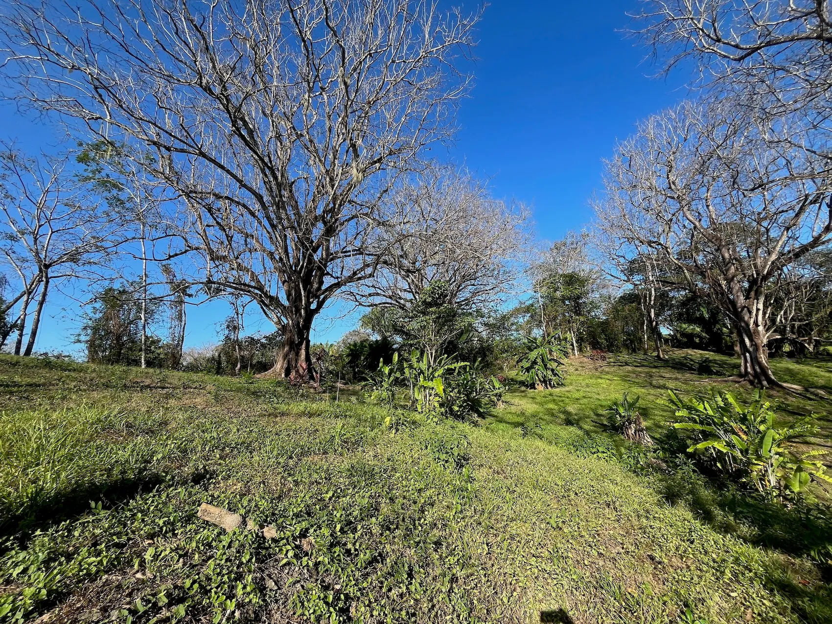 Dream Property in Delicias 7,100m² of Lush Land with Creek & Fruit Trees – Minutes from Santa Teresa - image 9