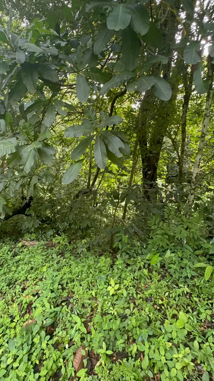 Build Your Future in Turrubares: Nature, Development, and Quality of Life - image 11