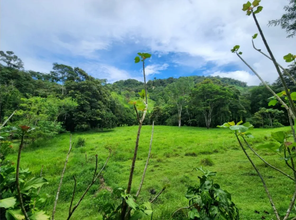 NATURAL PARADISE FARM of 203 ACRES IN BARU, PEREZ ZELEDON - image 9