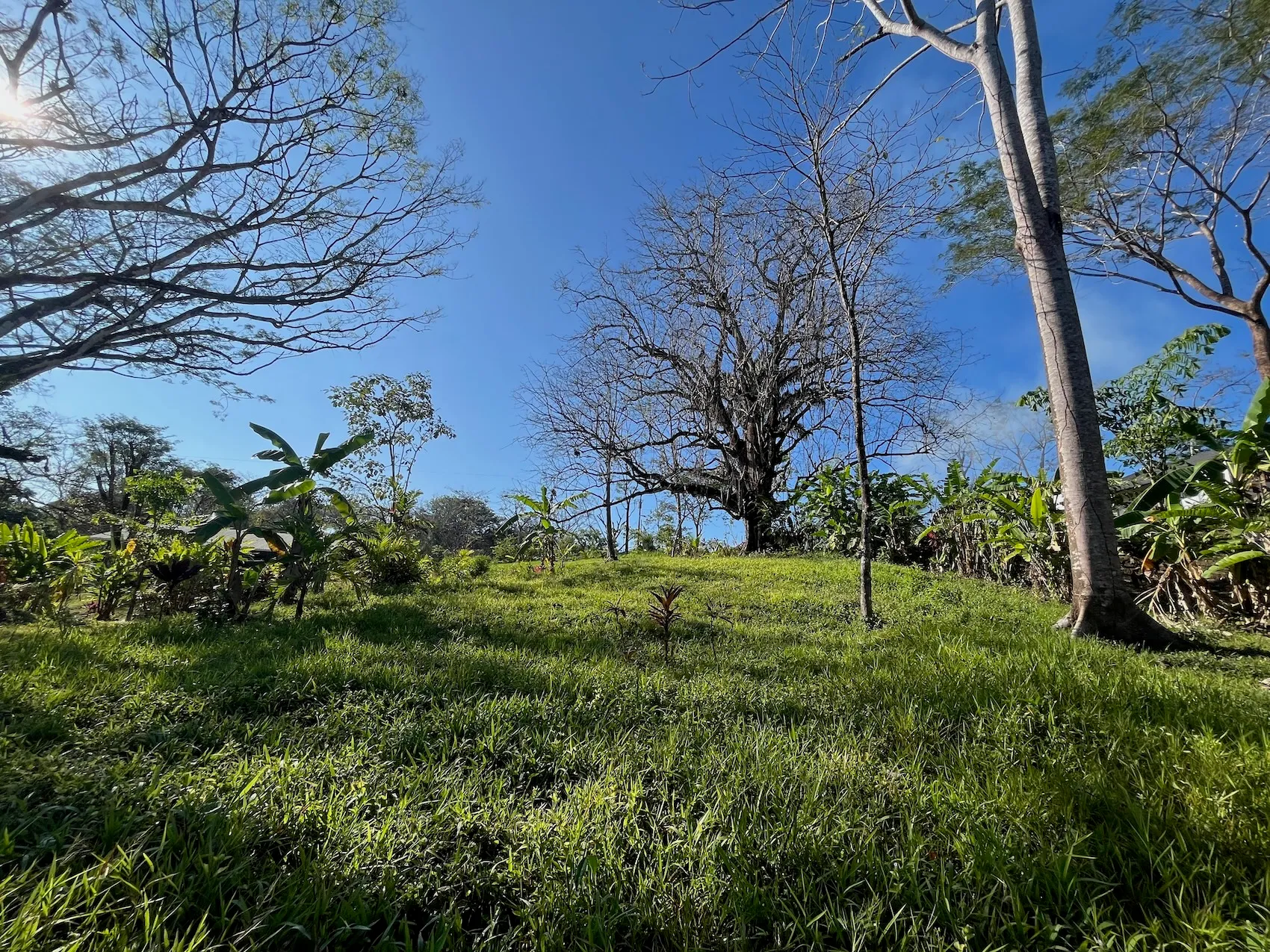 Dream Property in Delicias 7,100m² of Lush Land with Creek & Fruit Trees – Minutes from Santa Teresa - image 6