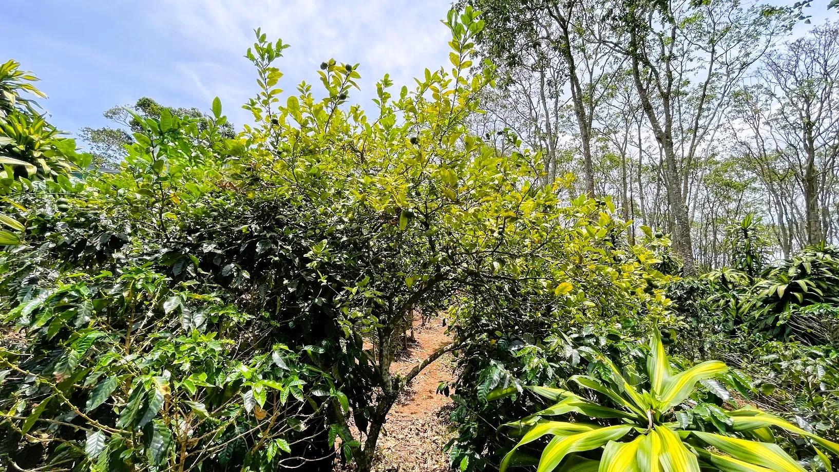 LOT FOR SALE - SAN ISIDRO, SAN RAMON - image 5