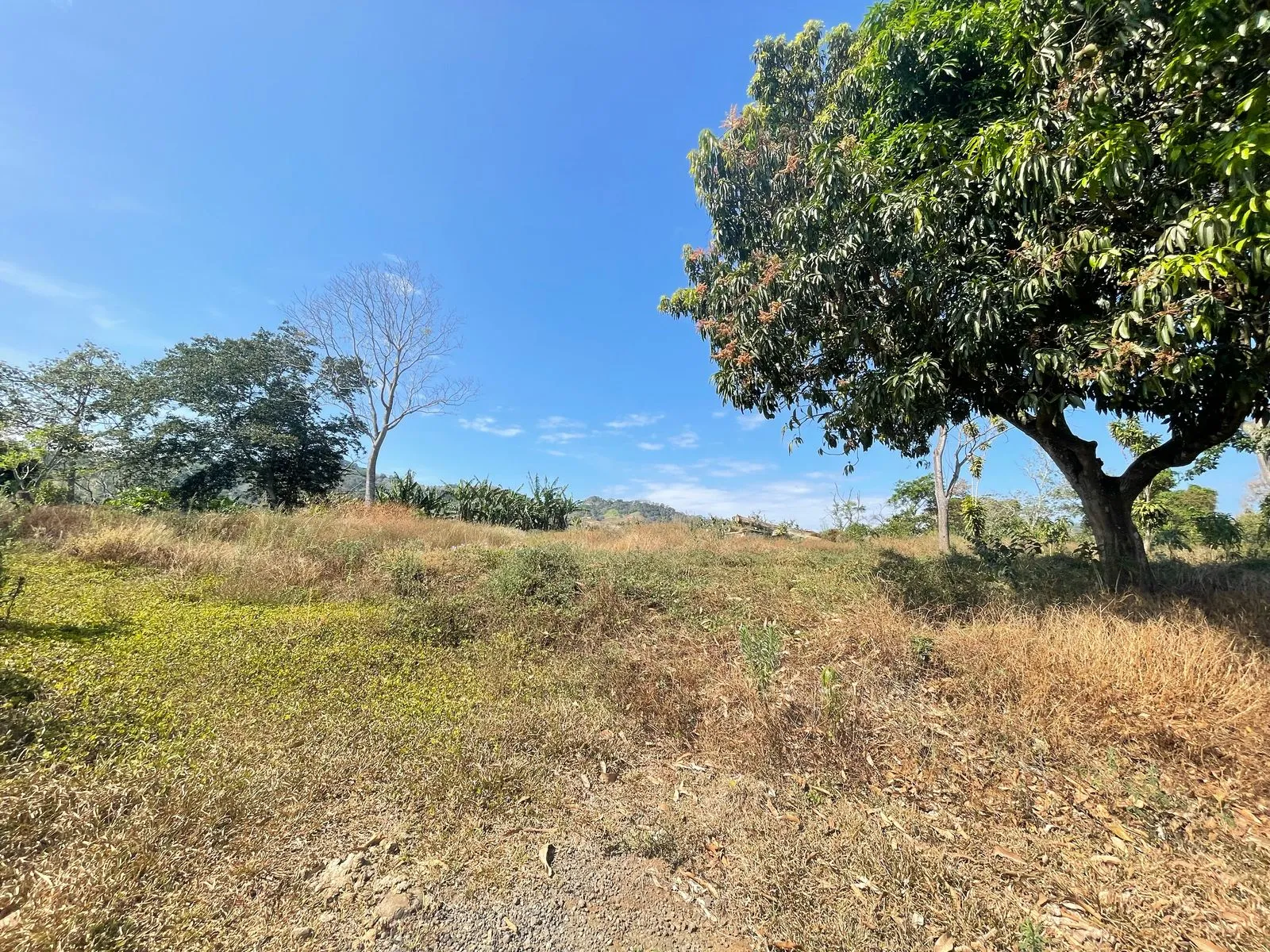 Venta Finca de Cafe Atenas - image 8