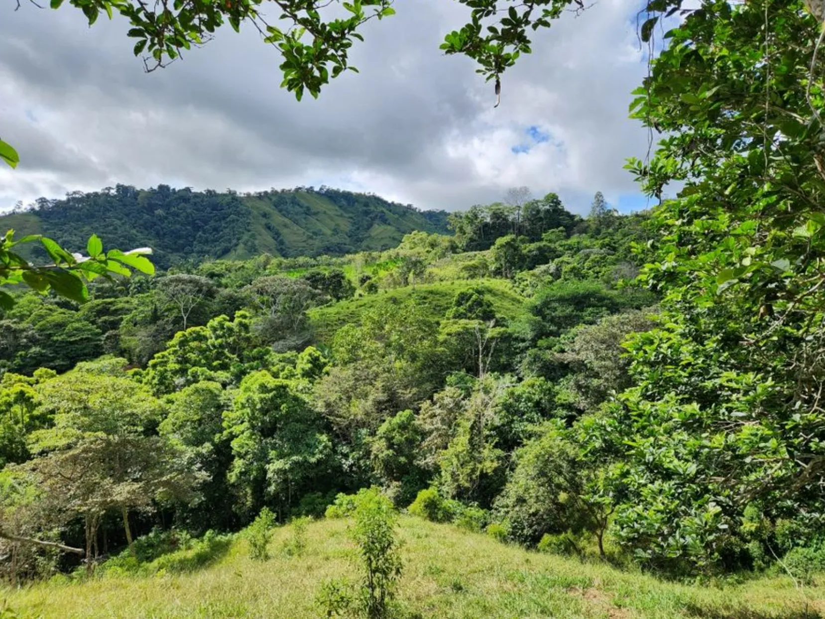 MOUNTAIN VIEW FARM & HOUSE IN PACUARITO, PEREZ ZELEDON - image 10
