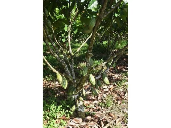 SE VENDE FINCA DE CACAO EN PRODUCCIÓN Y CRECIMIENTO - image 12