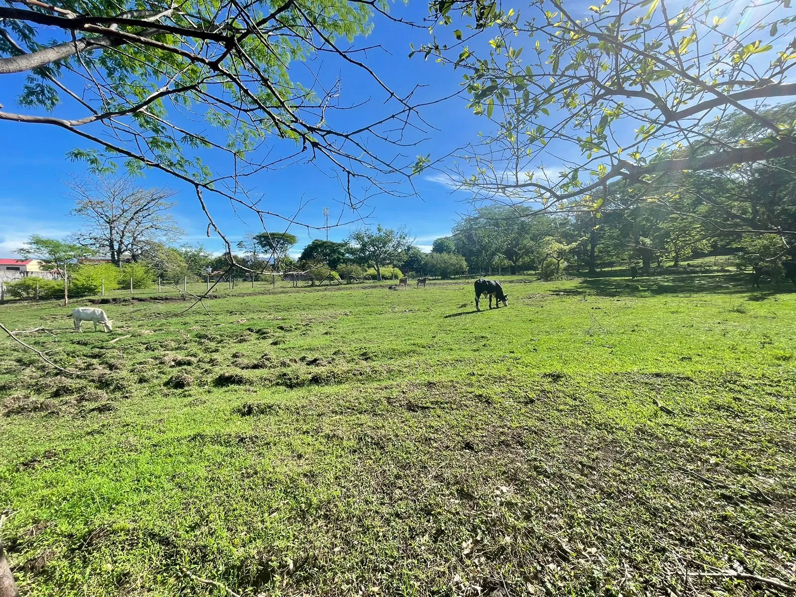 For Sale: Land for Development in Santa Ana - image 11