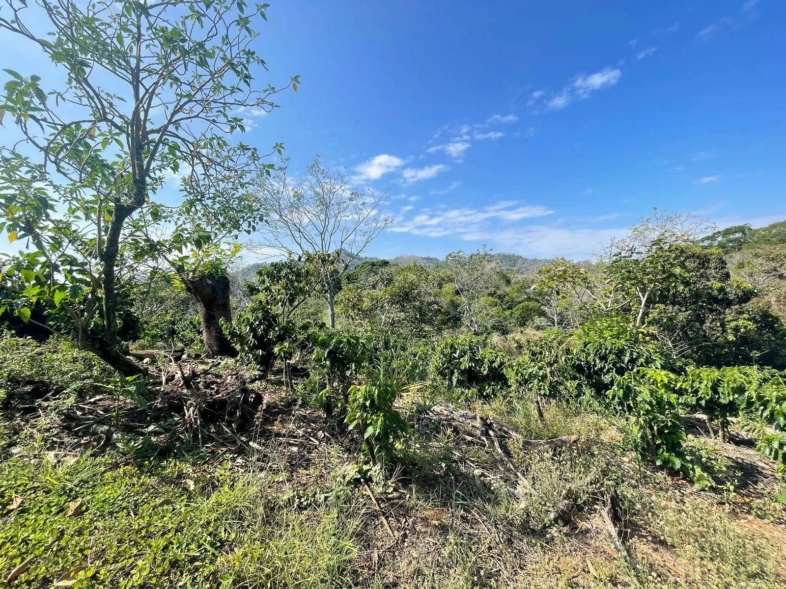Venta Finca de Cafe Atenas - image 5