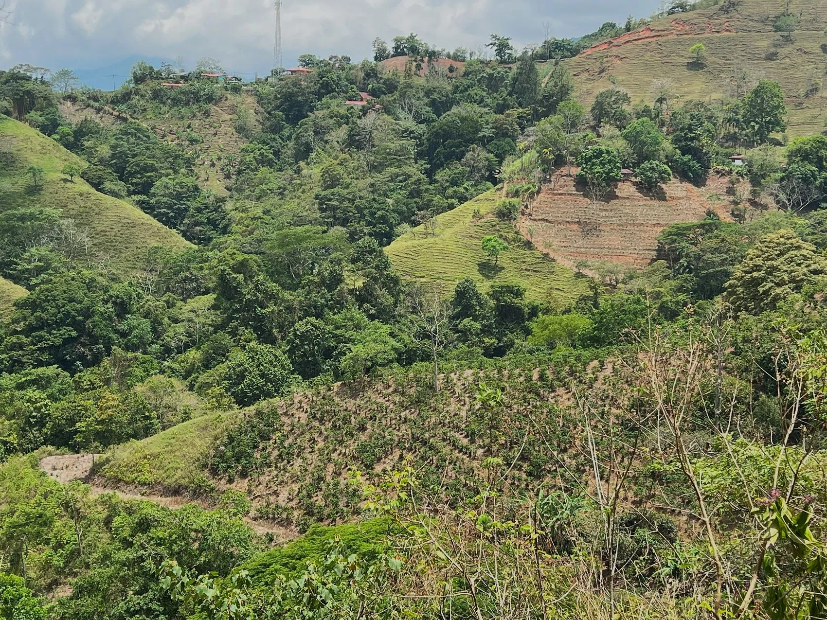 Coffe and fruit tree Finca in Puriscal - image 4