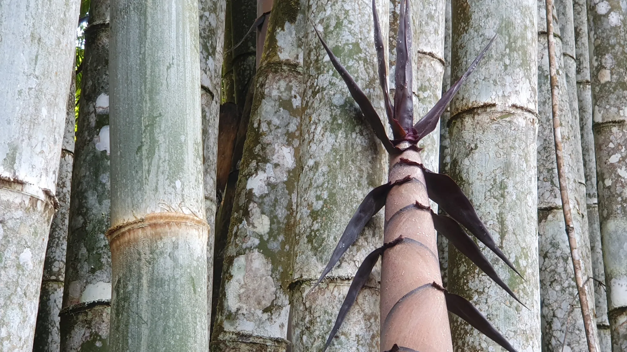 BAMBOO & FOREST PROPERTY IN PEREZ ZELEDON, COSTA RICA - image 7