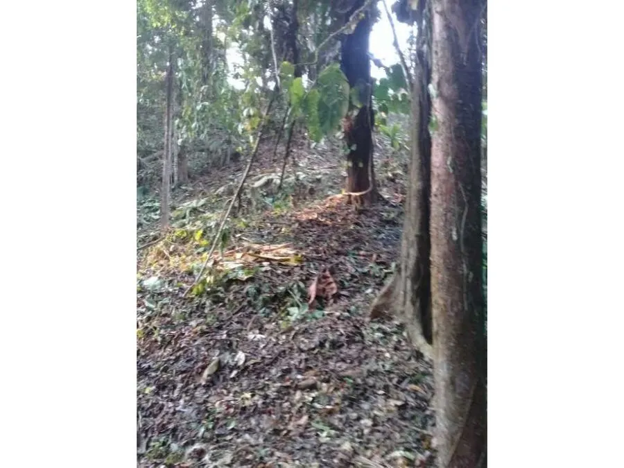Nature Oasis in Quepos. - image 4