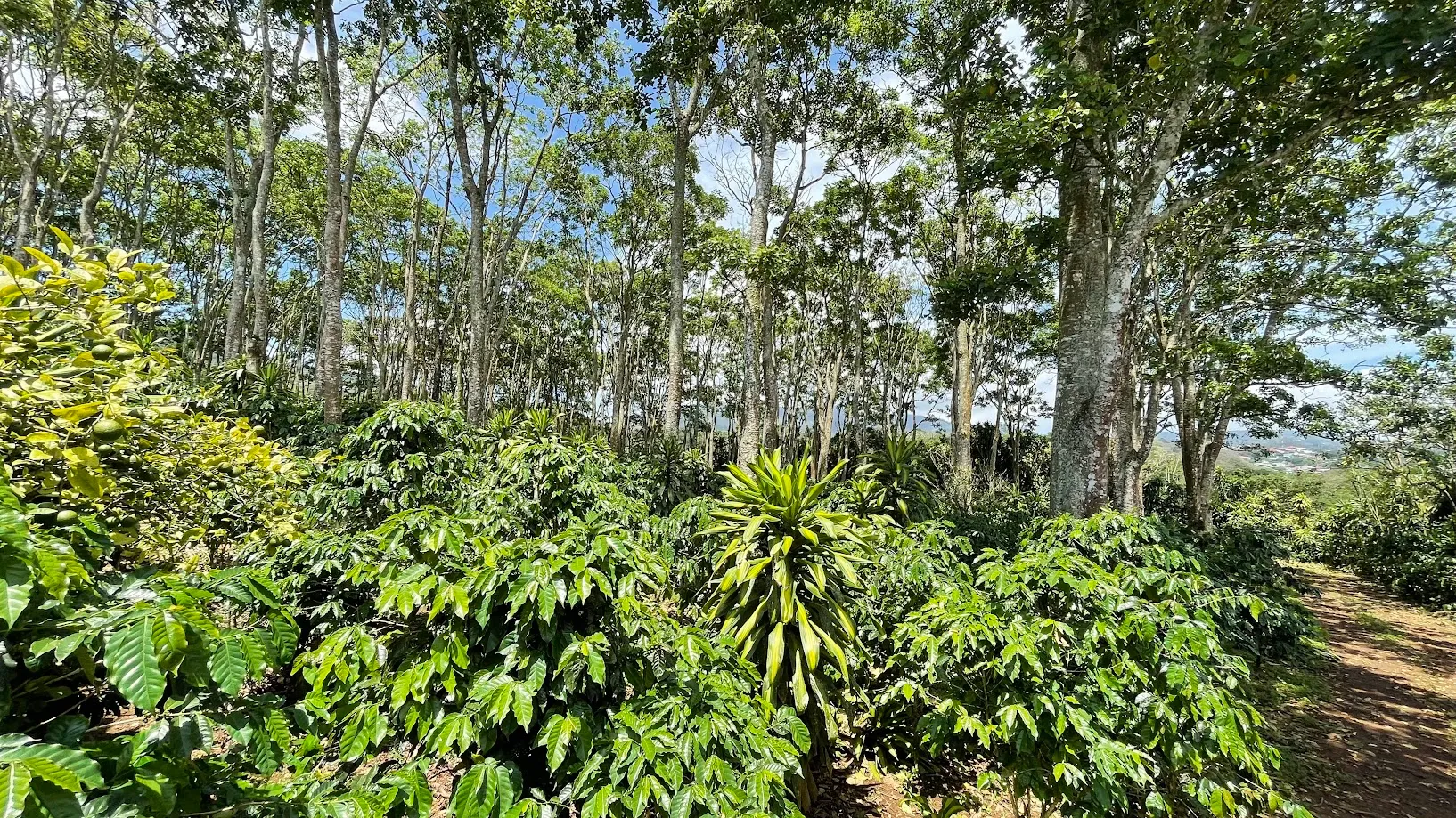 LOT FOR SALE IN SAN ISIDRO, SAN RAMON - image 7