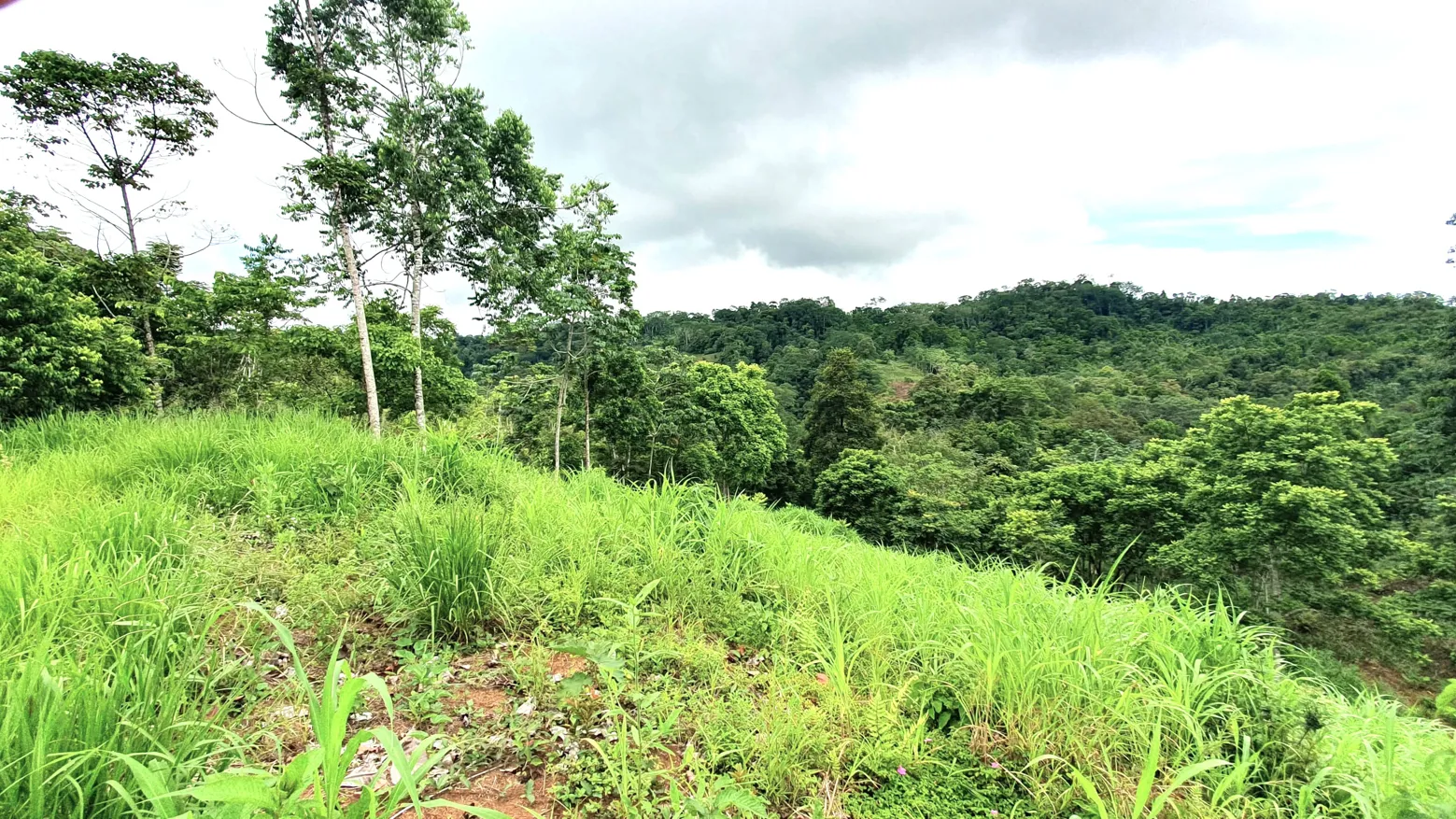 GULF VIEW PROPERTY IN PUERTO JIMENEZ, COSTA RICA - image 3