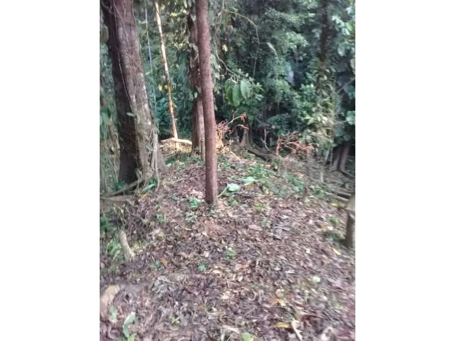 Nature Oasis in Quepos. - image 3