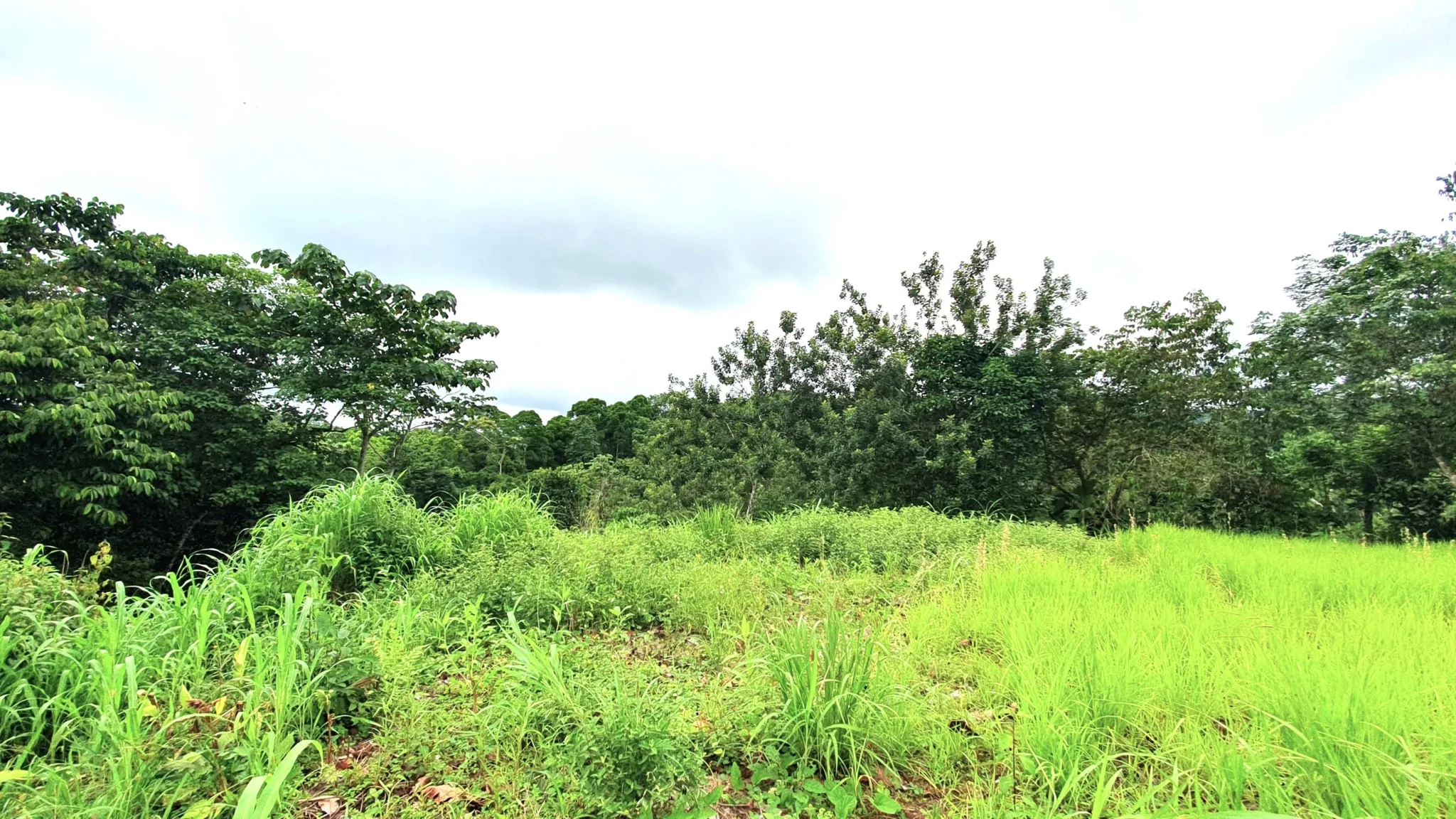 GULF VIEW PROPERTY IN PUERTO JIMENEZ, COSTA RICA - image 6