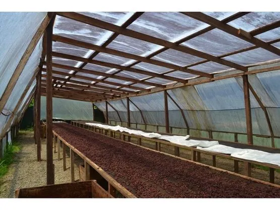SE VENDE FINCA DE CACAO EN PRODUCCIÓN Y CRECIMIENTO - image 10